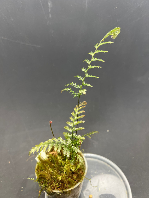 WYSIWYG Abrodictyum obscurum "Kalimantan"