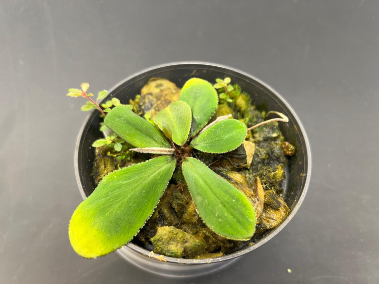 YSIWYG Homelomena sp. "Dolphine"