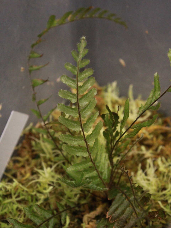 WYSIWYG Trichomanes sp. "Panama"