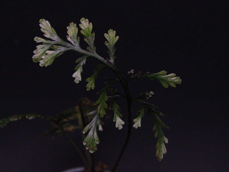 WYSIWYG Trichomanes elegans