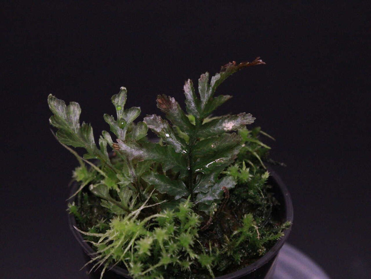 WYSIWYG Trichomanes pinnatum