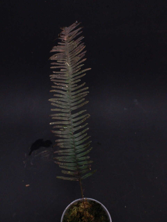WYSIWYG Pecluma sp. "Ecuador"