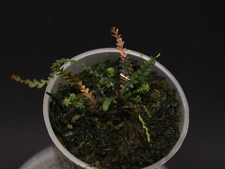 WYSIWYG Grammitis sp. "Tarapoto"