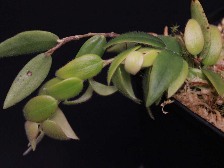 WYSIWYG Sphyrospermum sp. "Ecuador Thick Leaves"