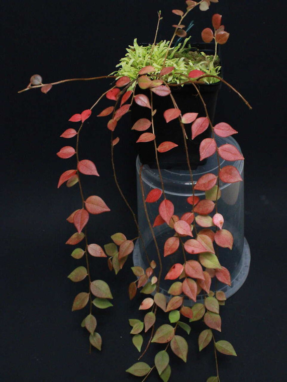 WYSIWYG Sphyrospermum dissimile