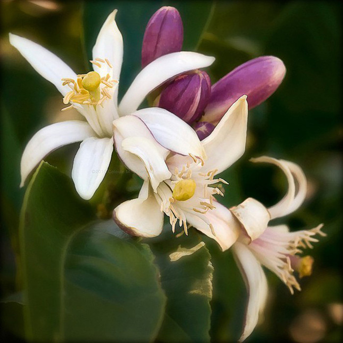 Incense - Lemon Blossom