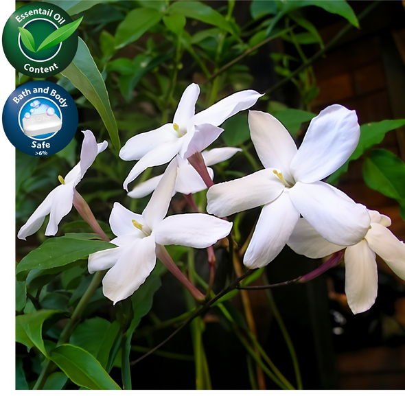 Jasmine Fragrance