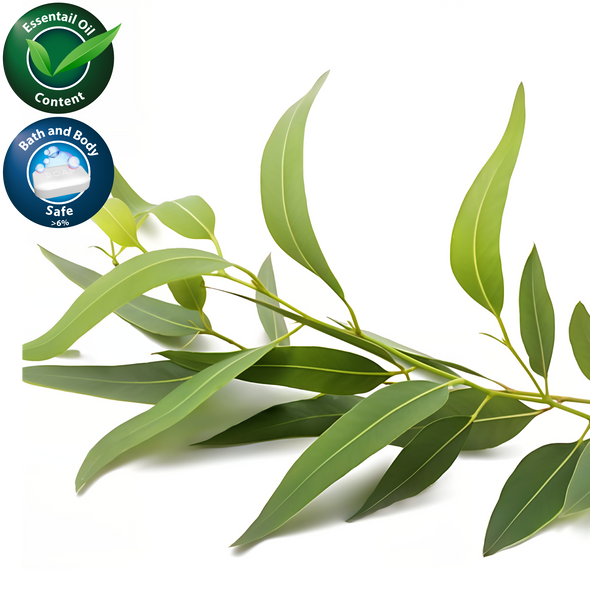 Eucalyptus Fragrance