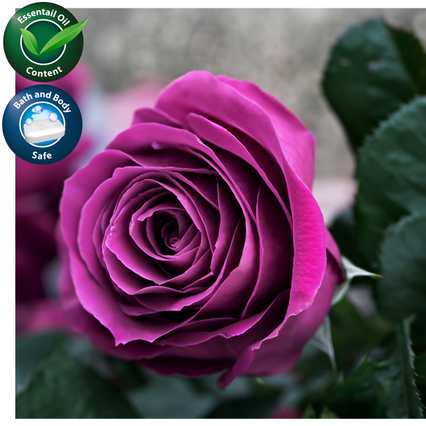 Rose & Labdanum Fragrance