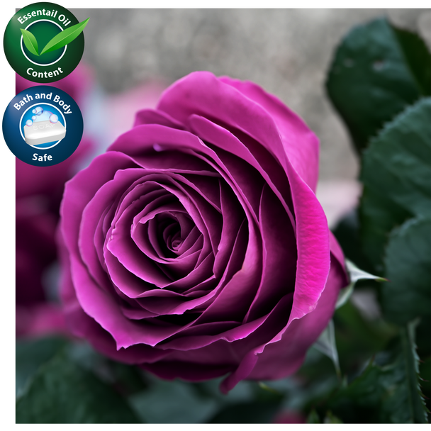 Rose & Labdanum Fragrance Oil