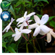 Jasmine Fragrance