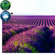 Lavender Fields Fragrance