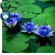 Water Lilies Fragrance