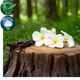 Cedarwood Vanilla Fragrance