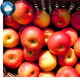 Farmstand Apple Fragrance
