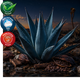 Blue Agave & Cacao Fragrance