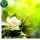 Gardenia Fragrance Oil
