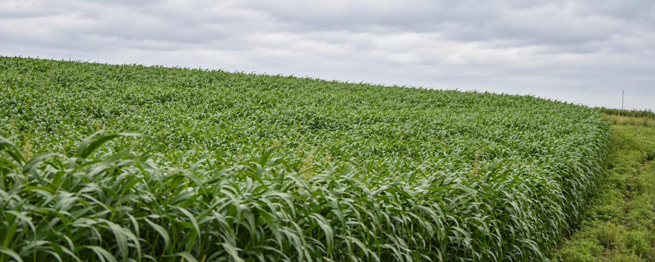 5 Reasons Why Booking Your Forage Seed in November Pays Off
