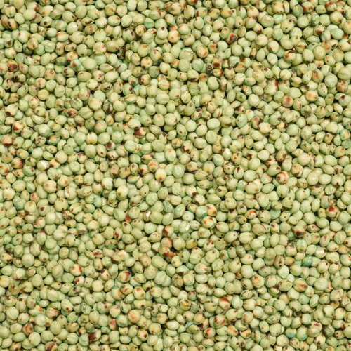 Sweet Sioux BMR VI sorghum-sudangrass seed for grazing, hay, silage, and livestock forage