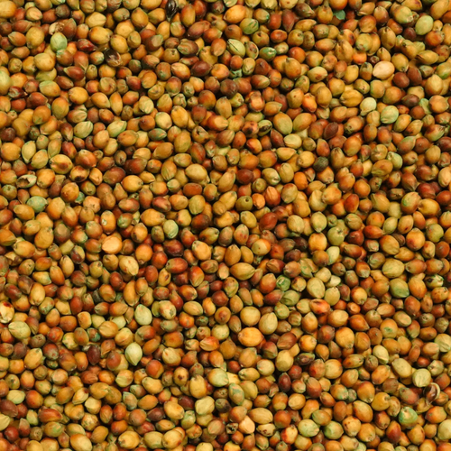 Sweet Sioux WMR sorghum-sudangrass seed for grazing, hay, silage, and livestock forage