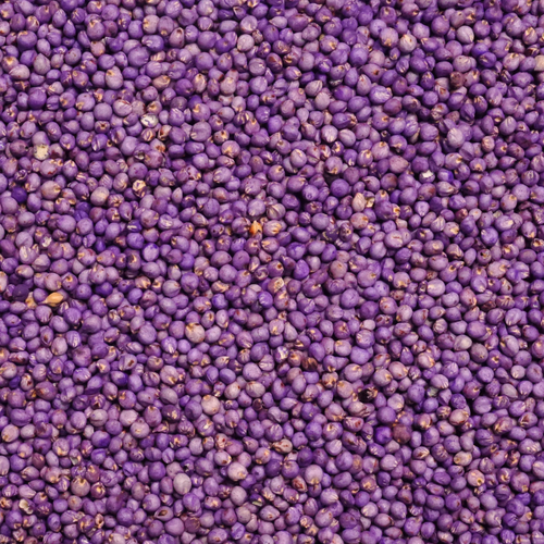 Close-up of Hegari forage sorghum seed, a warm-season forage crop used for livestock grazing, hay, silage, and wildlife food plots