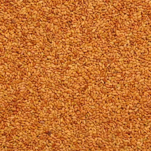 Common Alfalfa Seed