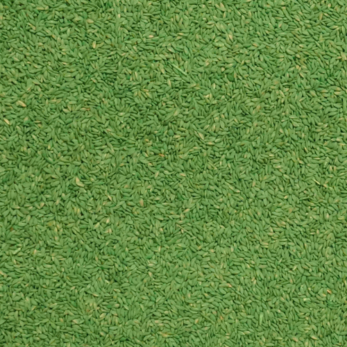 Cheyenne II Forage Bermudagrass Seed