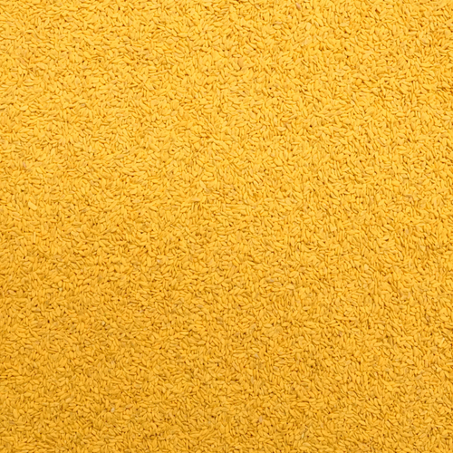 Daniella II Bermudagrass Seed