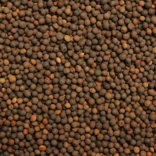 Hairy Vetch Seed