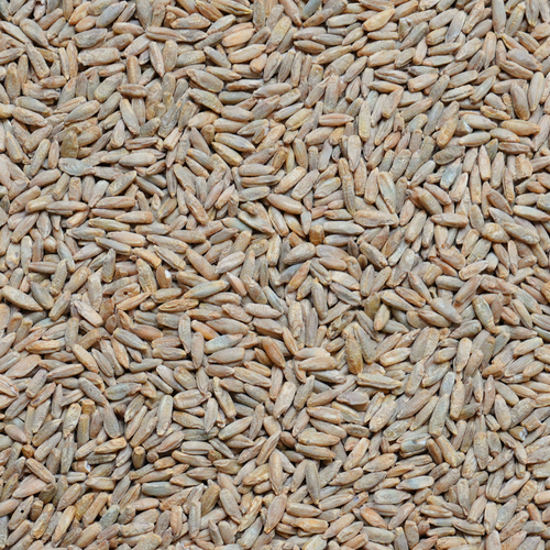 Elbon Rye