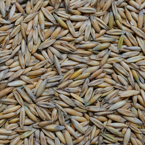 Okay Oat Seed