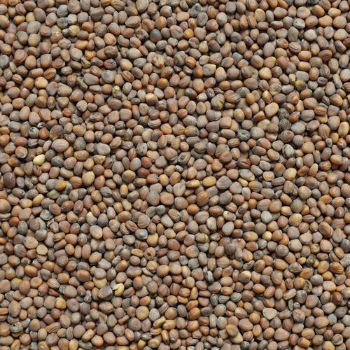 French Breakfast Radish Seed