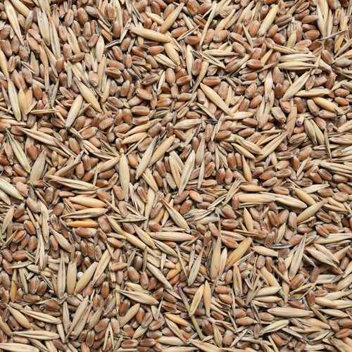 TxDOT Cool Season Temporary Erosion-Control Seed Mix