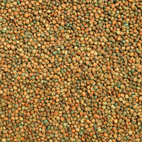 Headless Wonder PPS Sorghum-Sudangrass Seed