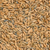 Beardless Triticale Seed