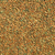Headless Wonder PPS Sorghum-Sudangrass Seed