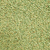 Little Brownie BMR Sorghum-Sudangrass Seed
