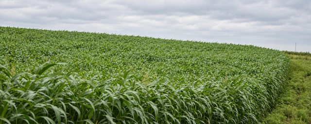 5 Reasons Why Booking Your Forage Seed in November Pays Off