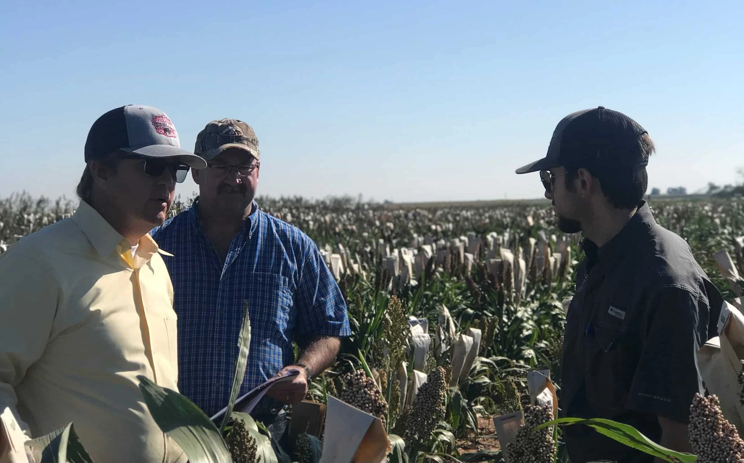 Three members of the Browning Seed team talking in a sorghum field