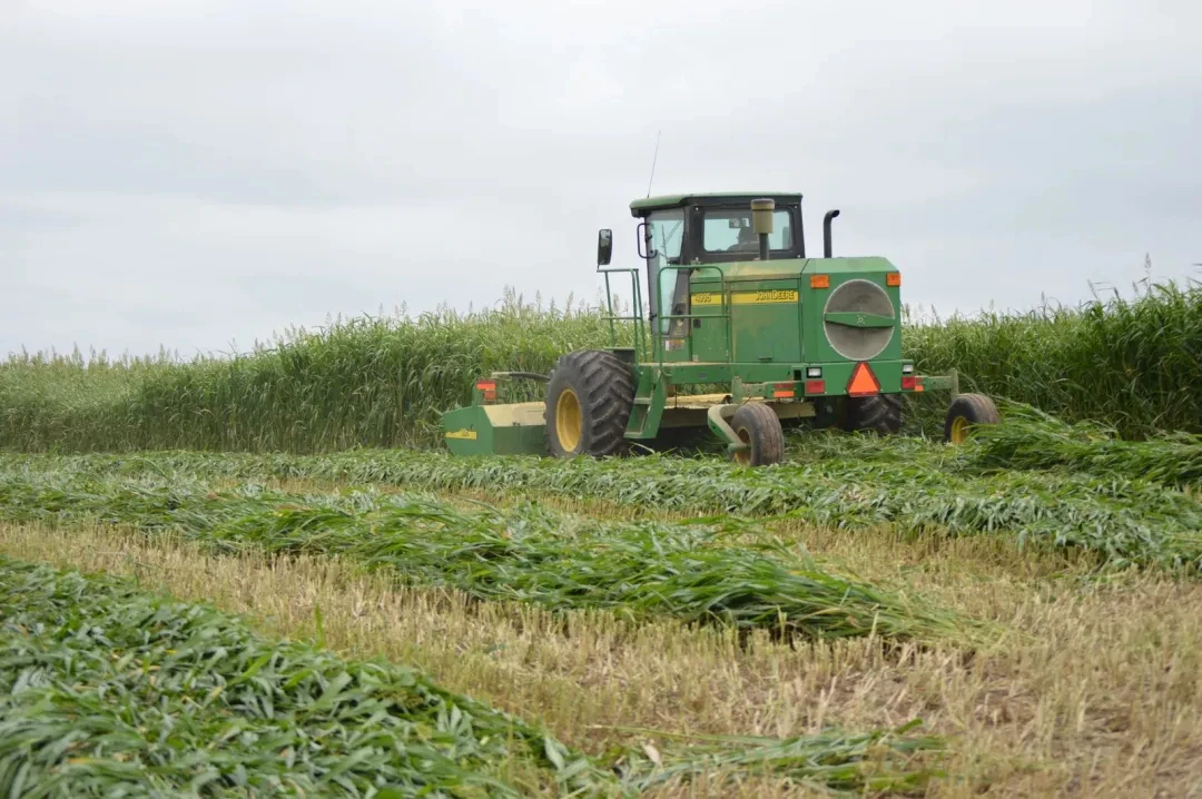 A green tractor harvesting a forage crop