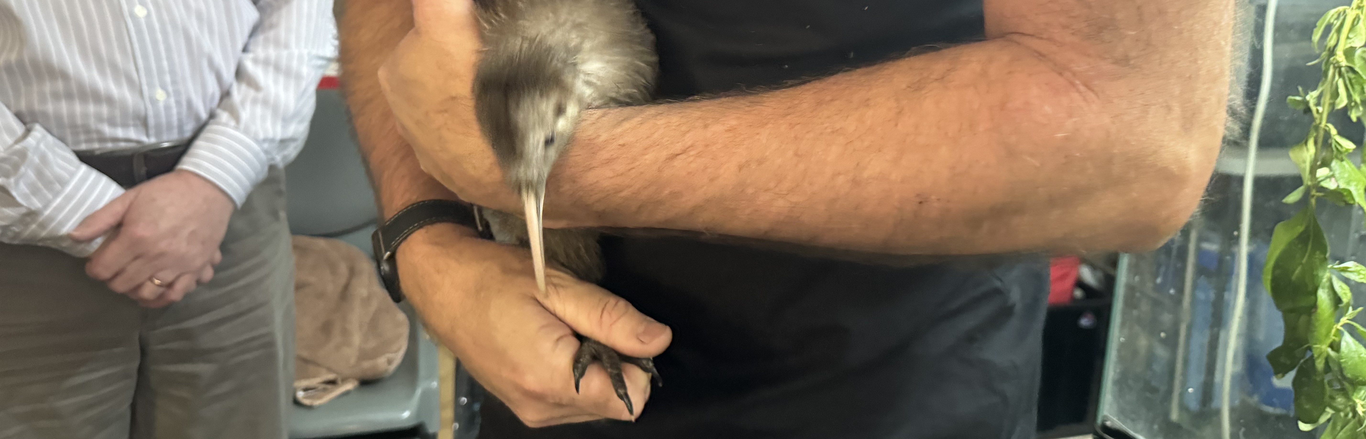 Nocturnal Enclosure for Kiwi Birds Otorohanga Kiwi House worker with a kiwi bird