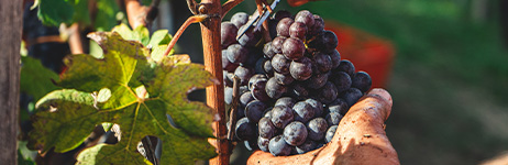 Grapes in a vineyard