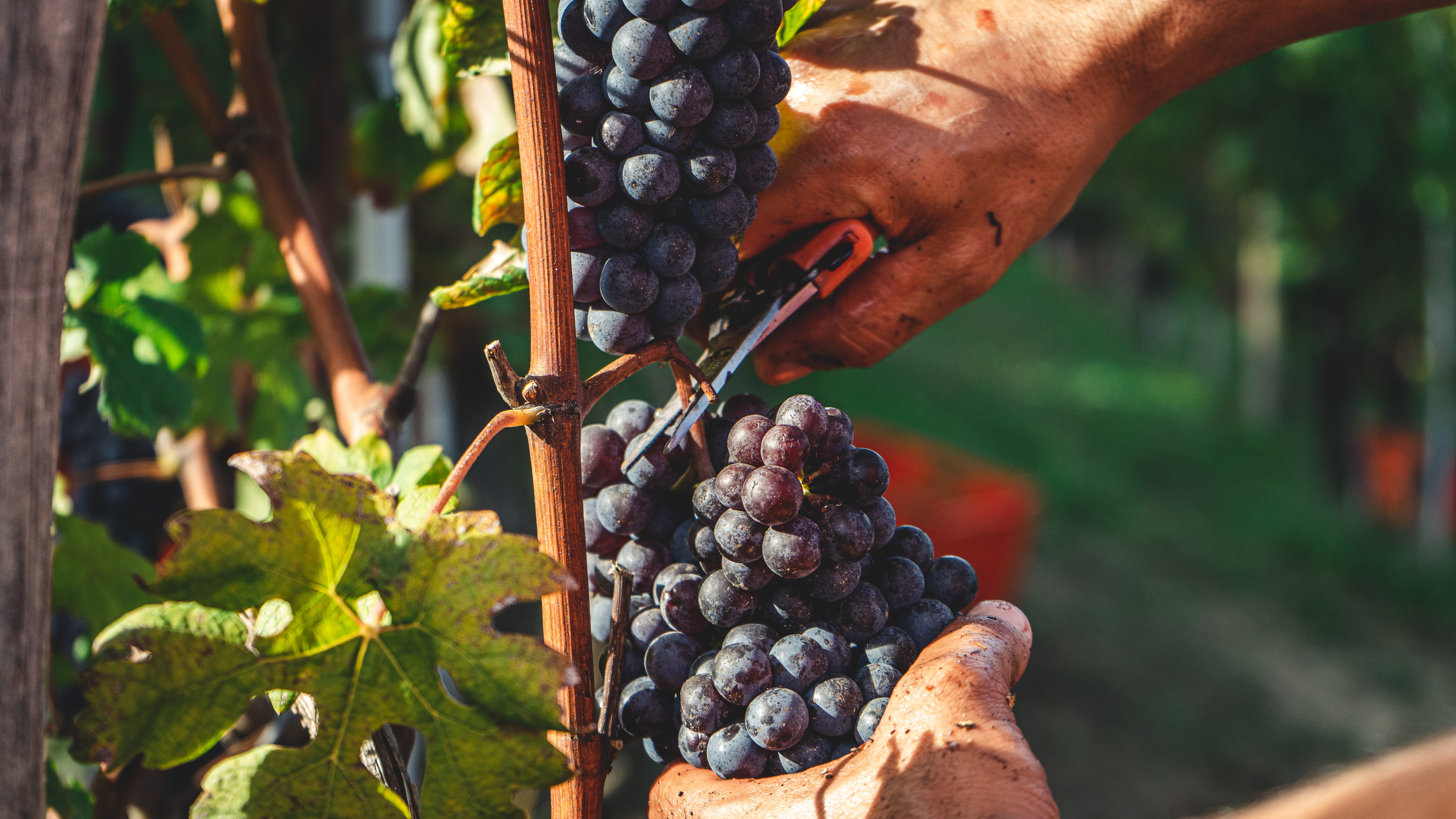 Harvesting grapes in a vineyard