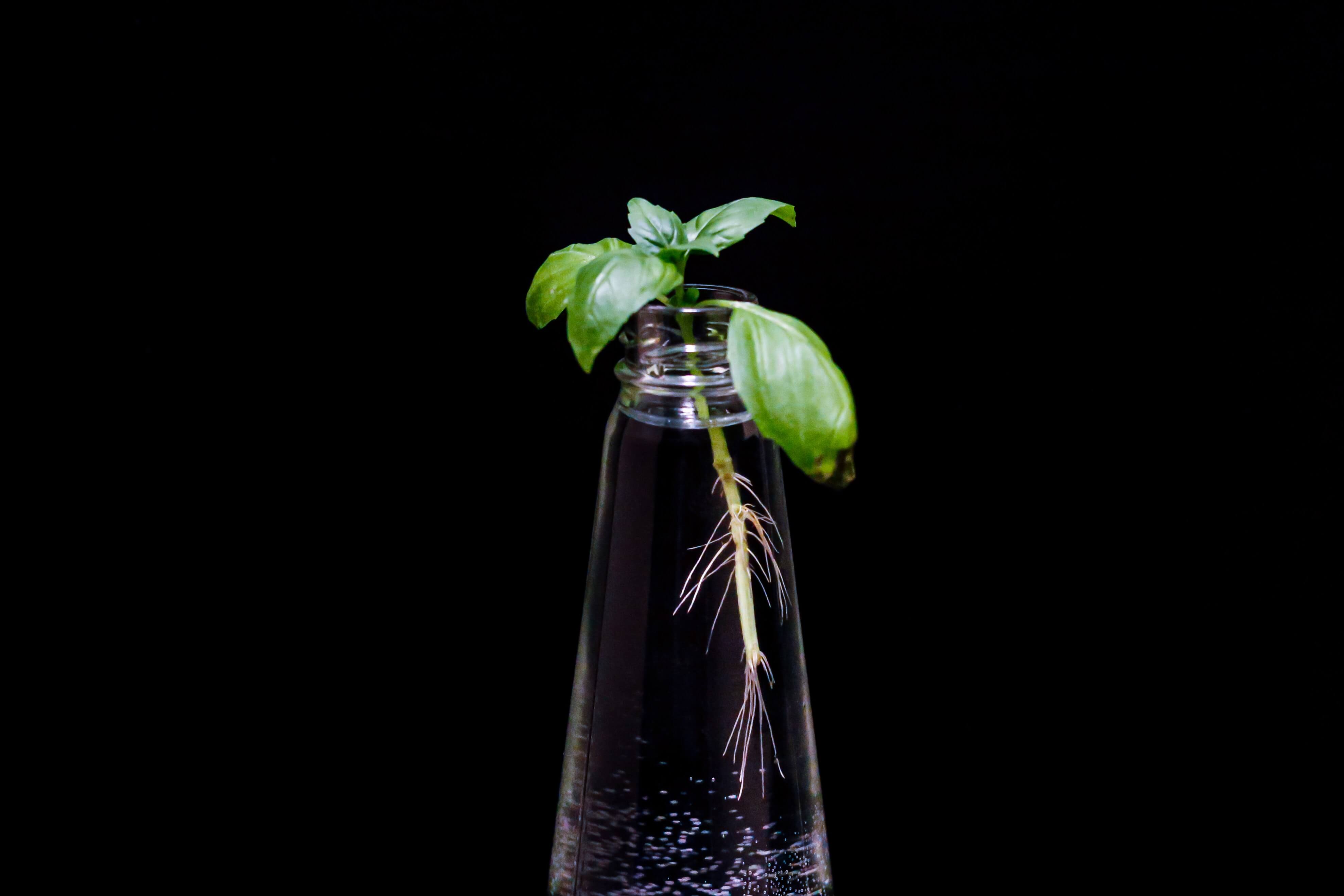 Basil plant rooted in water