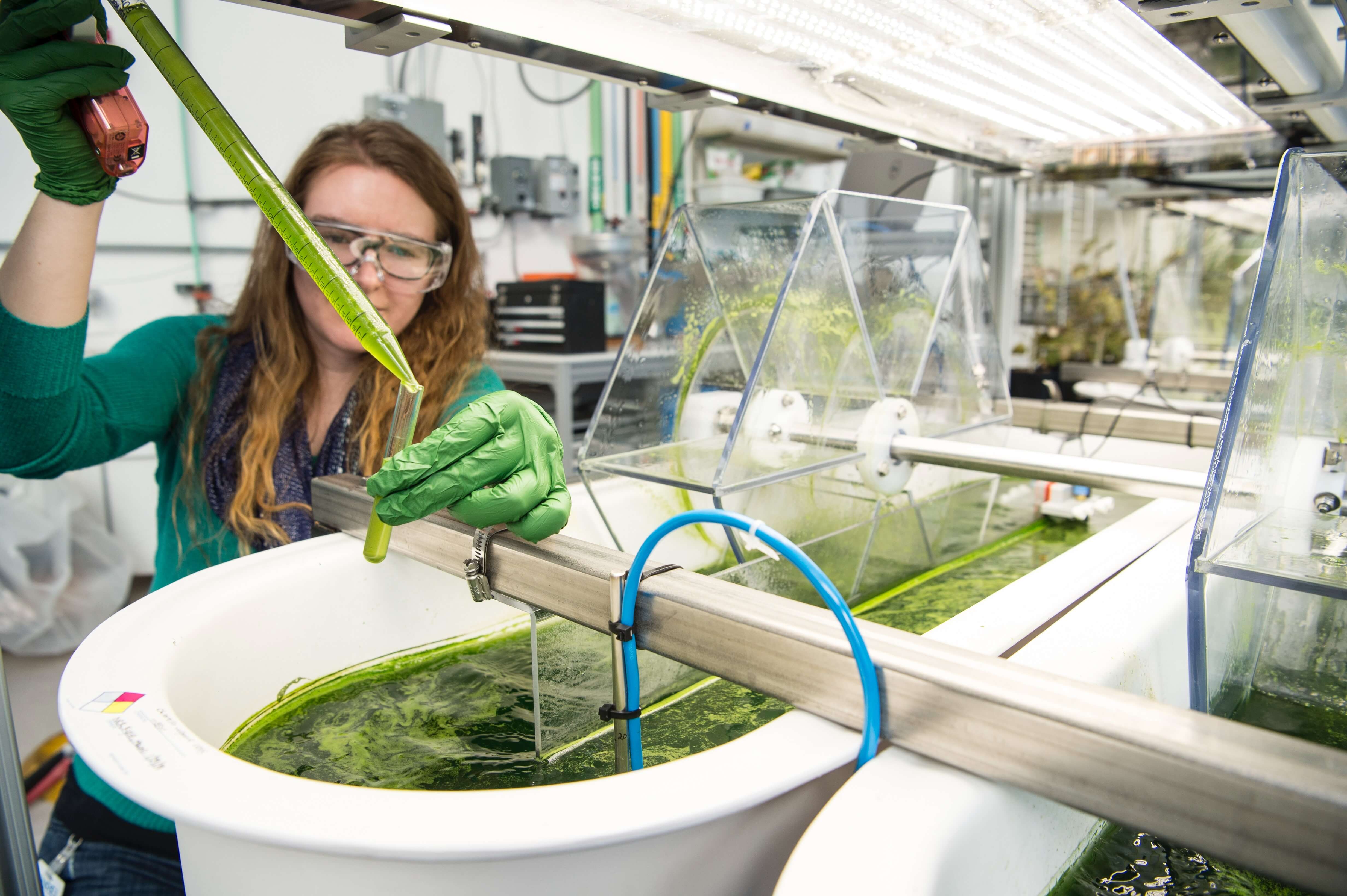 Scientist takes samples of algae