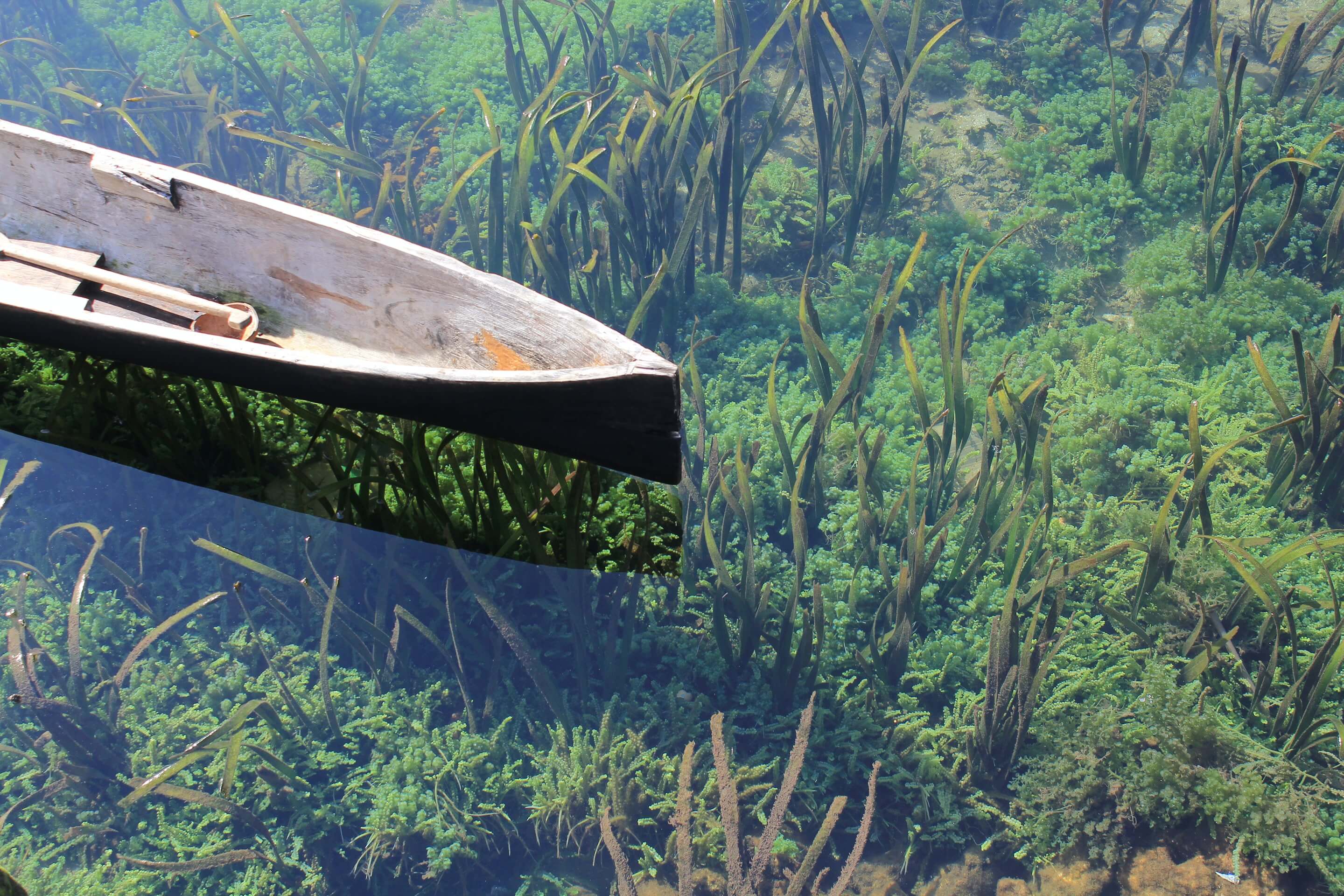 Seagrass under boat