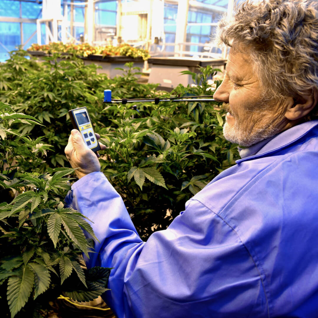 Dr. Bruce Bugbee inspecting Cannabis with an Apogee MQ-500