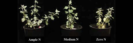 Estimating Chlorophyll with NDVI