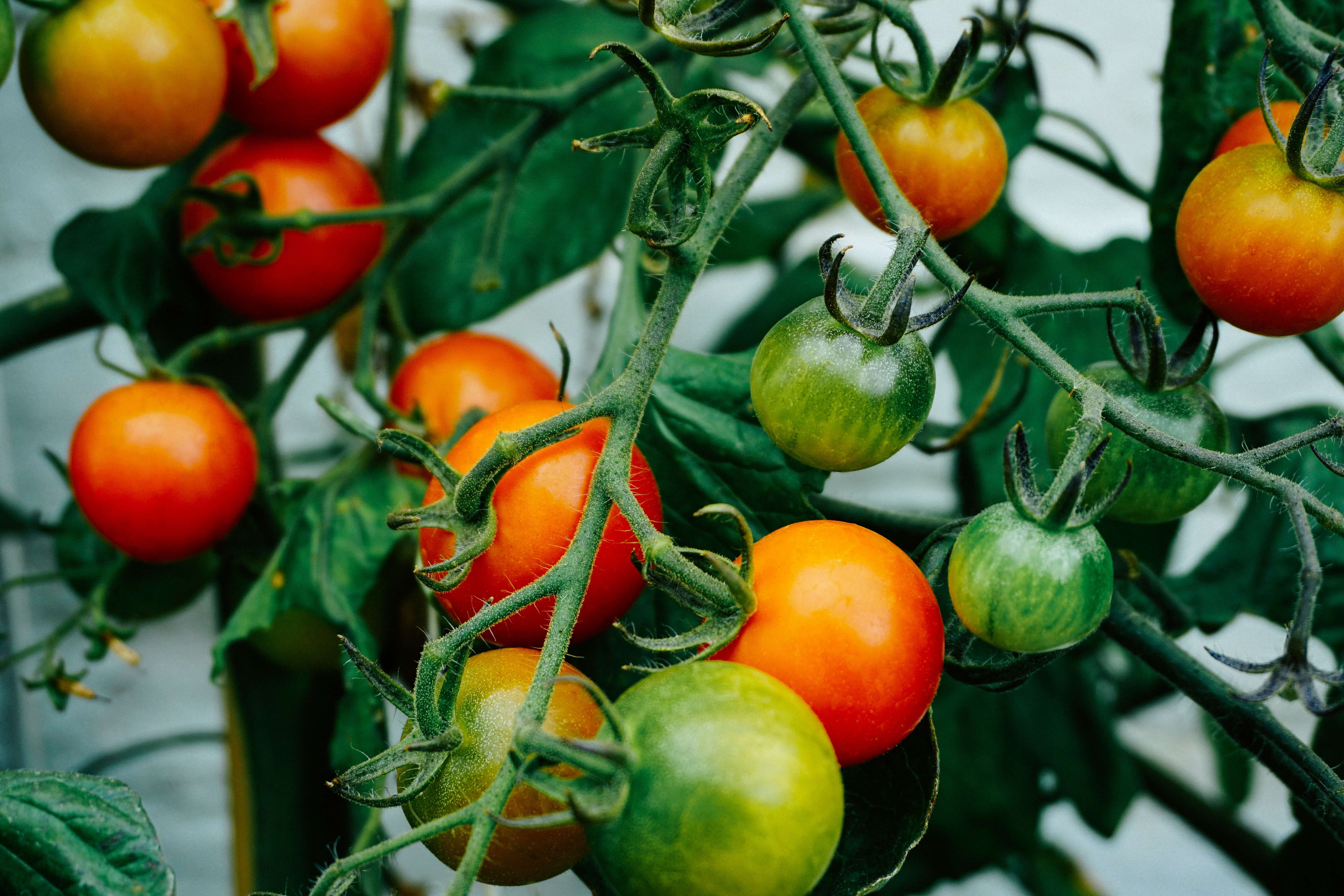 Multicolored tomatoes