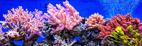 Colorful coral